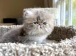 Harbor - Persian Kitten For Sale - Pensacola&comma; FL&comma; US