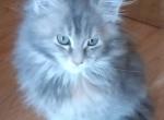 Blue Bell - Maine Coon Kitten For Sale - 