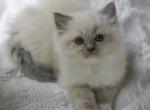 Dawn - Ragdoll Kitten For Sale - IL&comma; US