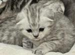 Bella's cuties - Scottish Fold Kitten For Sale - Grove City&comma; OH&comma; US