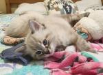 Italy's Litter - Ragdoll Kitten For Sale - Nampa&comma; ID&comma; US