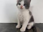 Blue & White Fluffy Boy - Scottish Straight Kitten For Sale - Chicopee&comma; MA&comma; US