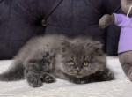 Kevin - Scottish Straight Kitten For Sale - Los Angeles&comma; CA&comma; US