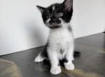 Tuxedo Boy - Scottish Straight Kitten For Sale - Chicopee&comma; MA&comma; US