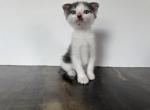 Sweet Fold Boy - Scottish Fold Kitten For Sale - 