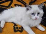 Dale - Ragdoll Kitten For Sale - 
