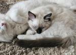 Dennis - Ragdoll Kitten For Sale - Amherst&comma; NY&comma; US