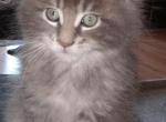 Tom - Maine Coon Kitten For Sale - 