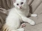 Electric - Ragdoll Kitten For Sale - 