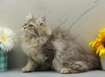 Kiri of RomanovCats - Siberian Kitten For Sale - Ashburn&comma; VA&comma; US