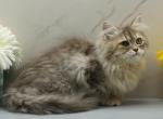 Kiri of RomanovCats - Siberian Kitten For Sale - Ashburn&comma; VA&comma; US