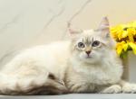Jubilee of RomanovCats - Siberian Kitten For Sale - Ashburn&comma; VA&comma; US