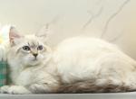 Jubilee of RomanovCats - Siberian Kitten For Sale - Ashburn&comma; VA&comma; US