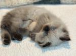 Moses Spring Litter G - Himalayan Kitten For Sale - Tampa&comma; FL&comma; US