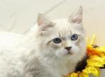 Knight of RomanovCats - Siberian Kitten For Sale - Ashburn&comma; VA&comma; US