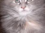 Buttercup - Maine Coon Kitten For Sale - 