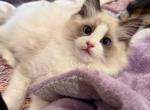Gatita - Ragdoll Kitten For Sale - Saugerties&comma; NY&comma; US