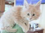 Fiona - Maine Coon Cat For Sale - NH&comma; US