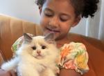 Dobby - Ragdoll Kitten For Sale - 
