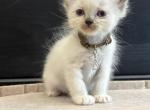 Brown collar - Ragdoll Kitten For Sale - Meadville&comma; PA&comma; US