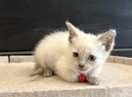Red collar Siamese - Siamese Kitten For Sale - 