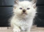 White collar - Ragdoll Kitten For Sale - Meadville&comma; PA&comma; US