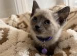Purple collar Siamese - Siamese Kitten For Sale - Meadville&comma; PA&comma; US
