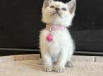 Pink collar Siamese - Siamese Kitten For Sale - Meadville&comma; PA&comma; US
