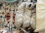 Freya & Charlie's Earth litter - Ragdoll Kitten For Sale - Columbia&comma; MO&comma; US
