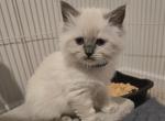 Sammy's litter - Ragdoll Kitten For Sale - Gibsonville&comma; NC&comma; US