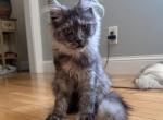 Xena - Maine Coon Kitten For Sale - Burlington&comma; WI&comma; US