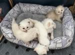 Ember & Charlie's Fire Litter - Ragdoll Kitten For Sale - Columbia&comma; MO&comma; US