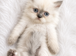 SNOW - Persian Kitten For Sale - 