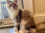 Opal - Maine Coon Kitten For Sale - Burlington&comma; WI&comma; US