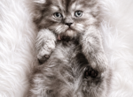 SMOKEY - Persian Kitten For Sale - 