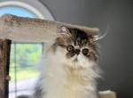 Male tabby & white - Persian Kitten For Sale - Kansas City&comma; MO&comma; US