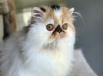Persian female - Persian Kitten For Sale - 