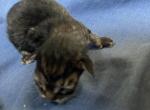 Almond - Maine Coon Kitten For Sale - Brave&comma; PA&comma; US