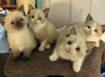 Bonnie Bells Kittens - Ragdoll Kitten For Sale - Loogootee&comma; IN&comma; US