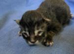 Brazil Nut - Maine Coon Kitten For Sale - Brave&comma; PA&comma; US