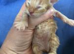 Cashew - Maine Coon Kitten For Sale - Brave&comma; PA&comma; US
