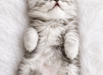 GRAY - Persian Kitten For Sale - 