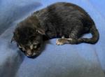 Walnut - Maine Coon Kitten For Sale - 