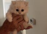 Miran - Persian Kitten For Sale - Austin&comma; TX&comma; US