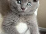 Boss - Scottish Fold Kitten For Sale - 