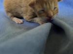 Pistachio - Maine Coon Kitten For Sale - 