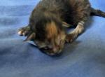 Hazelnut - Maine Coon Kitten For Sale - 