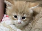 Rosie - Norwegian Forest Kitten For Sale - Arpin&comma; WI&comma; US