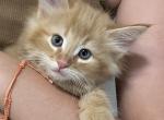 Buddy - Norwegian Forest Kitten For Sale - Arpin&comma; WI&comma; US