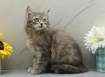 Lava of RomanovCats - Siberian Kitten For Sale - Ashburn&comma; VA&comma; US